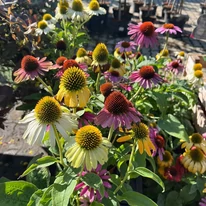 Echinacea purpurea Mix XL - Echinaceea