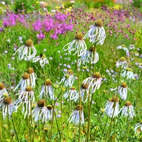 Echinacea pallida Hula Dancer CS11 - Echinaceea
