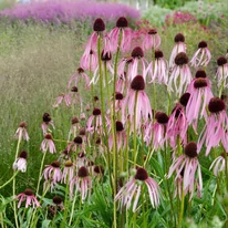 Echinacea pallida arată minunat plantat împreunî cu ierburi ornamentale. 