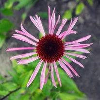 Floarea plantei perene Echinacea pallida. 