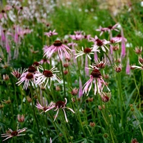 Echinacea pallida înflorește pe tot parcursul verii. 