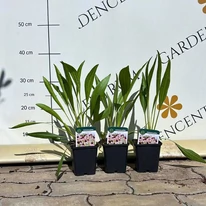 Echinacea pallida în pepiniera noastră în luna august. 