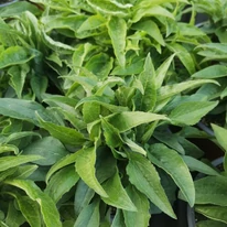Echinacea purpurea Mix XL - Echinaceea