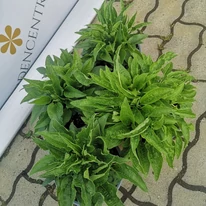 Echinacea purpurea Mix XL - Echinaceea