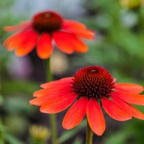 Echinacea purpurea Mix XL - Echinaceea