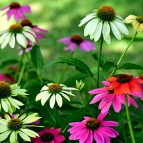 Echinacea purpurea Mix XL - Echinaceea