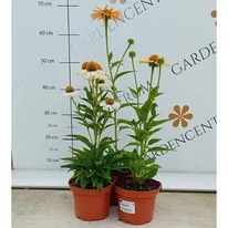 Echinacea purpurea Mix XL - Echinaceea