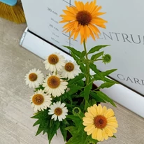 Echinacea purpurea Mix XL - Echinaceea