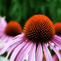 Inflorescența caracteristică echinaceei