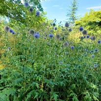 Planta perenă Echinops ritro oferă un spectacol minunat când este plantată în grupuri.