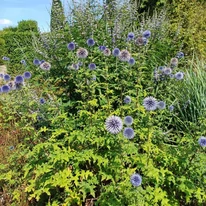 Înflorirea plantelor perene de ciulin albastru.