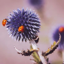 Echinops P9 - Ciulin albastru