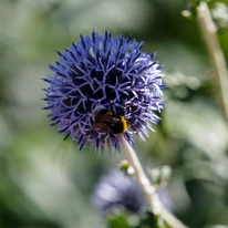 Echinops P9 - Ciulin albastru