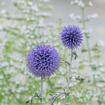 Echinops P9 - Ciulin albastru