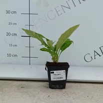 Ciulin albastru într-un ghiveci de 9 cm, în pepiniera noastră, în luna august. 