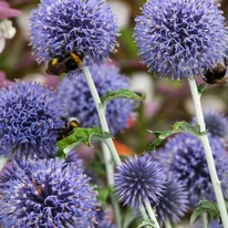Echinops ritro în timpul înfloririi. 