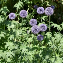 Echinops ritro plantat într-un strat peren. 