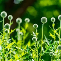 Echinops ritro înainte de înflorire. 