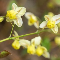 Epimedium rubrum cu flori galbene. 