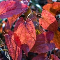 Spectacolul de culori de toamnă al plantei perene Epimedium rubrum.