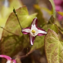Epimedium rubrum impresionează cu varietatea sa de culori, aducând un plus de eleganță în grădină.