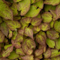 Frunzișul plantei Epimedium rubrum impresionează prin culorile sale spectaculoase atât primăvara, cât și toamna.
