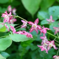 Varietatea roz a plantei Epimedium rubrum și frunzișul său decorativ.