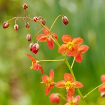 Epimedium rubrum cu flori roșii. 