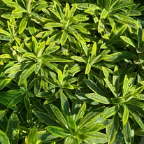 Euphorbia cu frunziș decorativ. 