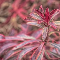 Euphorbia Ascot Rainbow decorează grădina minunat, cu culorile sale vii. 