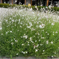 Aspectul plantei Gaura lindheimeri alb în mijlocul verii.