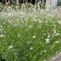 Floarea albinei alb în luna iulie este plină de flori.