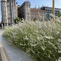 Lavandula x intermedia Edelweiss - Lavandă cu flori albe