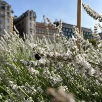 Lavandula x intermedia Edelweiss - Lavandă cu flori albe