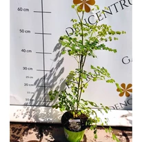 Thalictrum delavayi Splendide White în pferta noastră. 