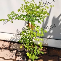 Thalictrum delavayi Splendide White în pepiniera noastră în luna iulie. 