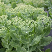 Sedum spectabile - Floare grasă cu flori albe