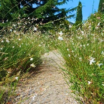 Gaura lindheimeri - Floarea albinei albă