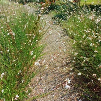 Gaura lindheimeri albă, plantată de-a lungul unei alei.