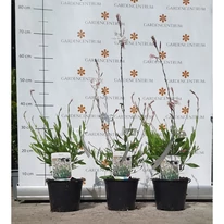 Gaura lindheimeri - Floarea albinei albă