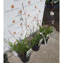 Gaura lindheimeri - Floarea albinei albă