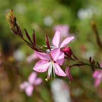 Floarea plantei perene Gaura Siskiyou Pink.