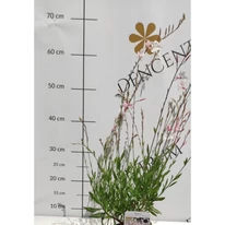 Gaura lindheimeri - Floarea albinei albă