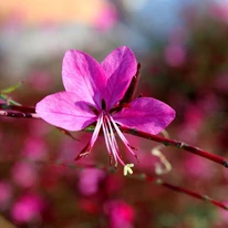 Floarea albinei decorează grădina pe tot parcursul verii cu florile sale roz. 