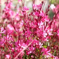 Gaura lindheimeri cu flori roz înflorită. 