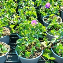 Geranium Azure Rush - Ciocul berzei