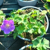 Geranium Azure Rush - Ciocul berzei