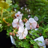 Florile plantei Geranium cantabrigense de aproape.