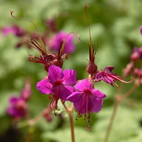 Geranium macrorrhizum CS9 - Ciocul berzei