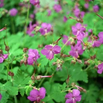Geranium macrorrhizum CS9 - Ciocul berzei